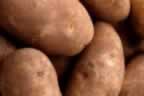 Potato Production Technology utilizing MITI Tubers and ODC