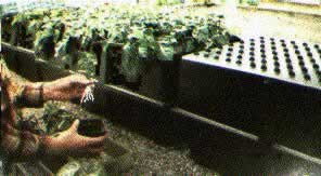 Aeroponic chambers for germination and propagation of thousands of plants