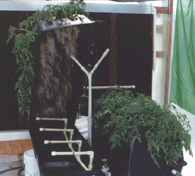 Over 400 individual rooted tomato cuttings in just 10 days!