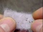 Seed-Pads