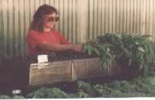 Rapid crop regeneration from vegetative cuttings