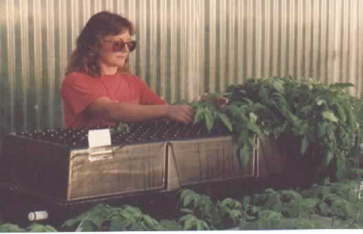 Step1. Take cuttings from mature 'mother' plants and insert into the aeroponic chamber