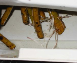 Air rooting is fast and efficient inside the aeroponic chamber - plants can be cloned in days just from a cutting at hardly any cost
