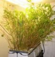 Aeroponic Tree Production