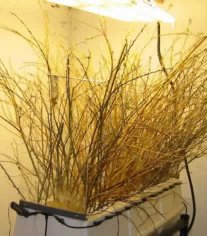 BEYOND will improve all your plants