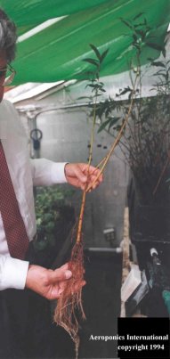 Propagate hardwood branch cuttings in days!