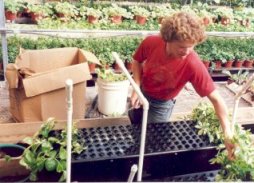 High production capacity for greenhouse growers