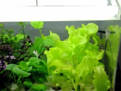 Light Array: 240 watts