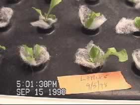 Day 10: Lettuce seedlings using Seed-Pads