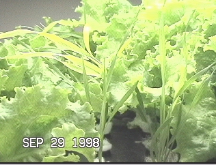 Companion plantng: Seed-Pads containing mutliple wheat seeds grown among lettuce plants
