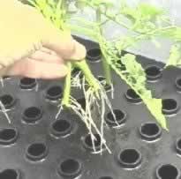 Fast regeneration of tomato cuttings